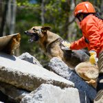 災害救助犬に認定される犬種とは！？警察犬や牧羊犬が多いのか？